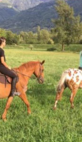 cavallo