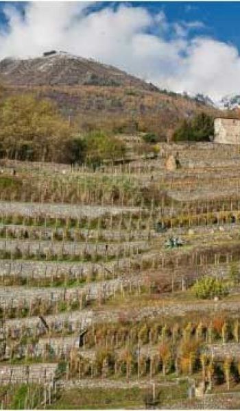 vigneti